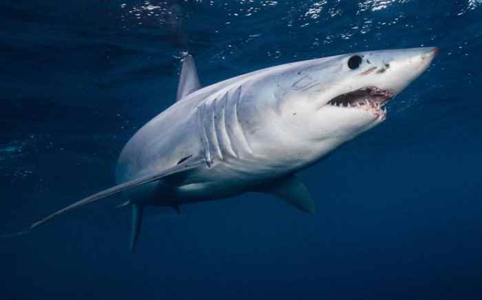 鲨鱼的游动速度有多快